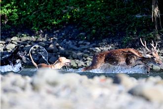 鳥友拍鷹卻見「小鹿亂撞」 梅花鹿險成野狗午餐