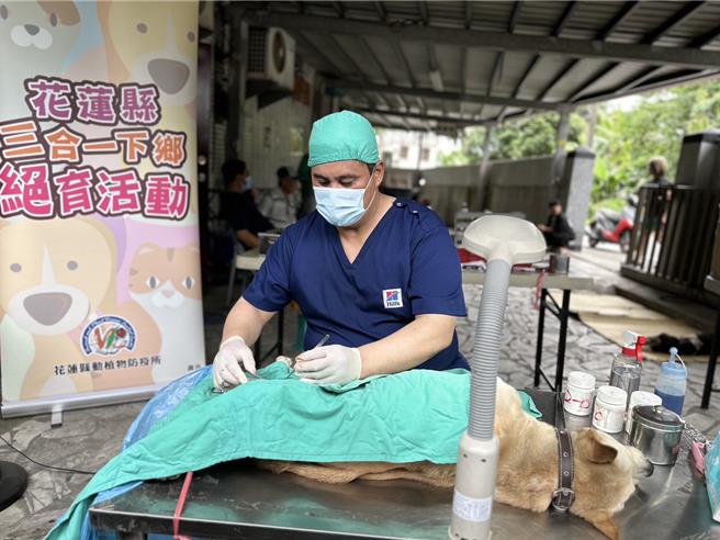 花蓮縣政府今年將幸福犬貓三合一計畫對象擴及無主流浪貓犬，希望透過免費絕育，降低動物繁殖機會，掌握流浪動物的數量。（花蓮縣政府提供／羅亦晽花蓮傳真）