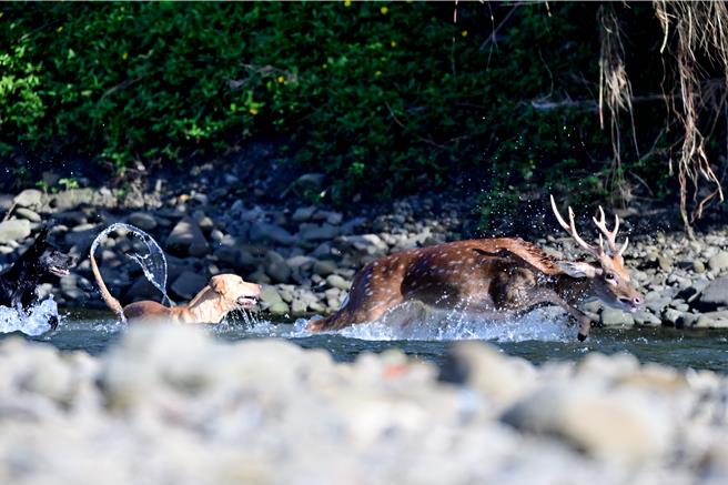 有鸟友日前在港口溪蹲点拍灰面鵟鹰，却遇梅花鹿被野狗狂追险成午餐。（庄姓鸟友提供／谢佳潾屏东传真）