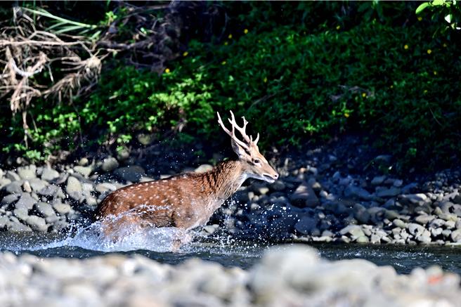 有鸟友日前在港口溪蹲点拍灰面鵟鹰，却遇梅花鹿被野狗狂追险成午餐。（庄姓鸟友提供／谢佳潾屏东传真）