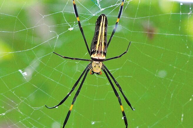 生態調查拍下的人面蜘蛛。（內立社區提供／邱立雅竹縣傳真）