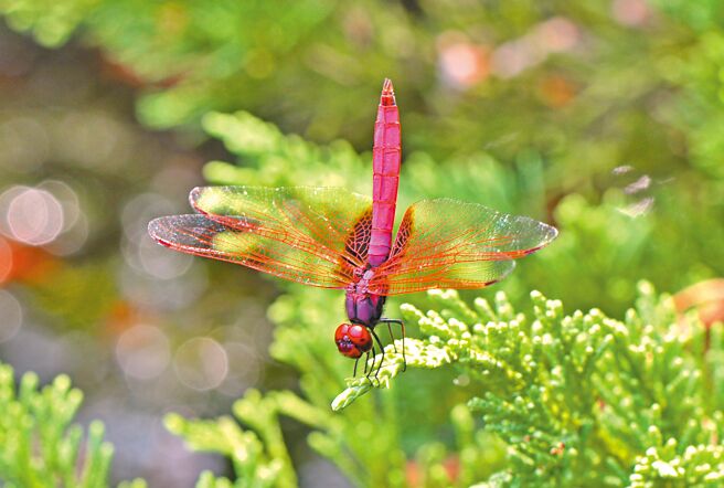 生態調查拍下的紫紅蜻蜓。（內立社區提供／邱立雅竹縣傳真）