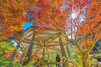 南投 杉林溪楓紅7成 11月周末客滿