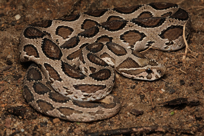 印度一名男子遭毒蛇山蝰咬伤，竟徒手擒蛇，挂在脖子上直衝医院。（示意图：Shutterstock／达志）
