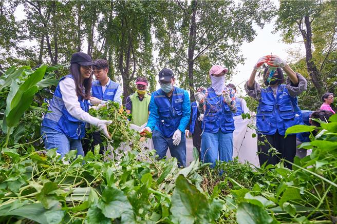 政大教職員工生與三星團隊共同移除校園內的外來入侵種植物小花蔓澤蘭。（政大提供／林志成台北傳真）