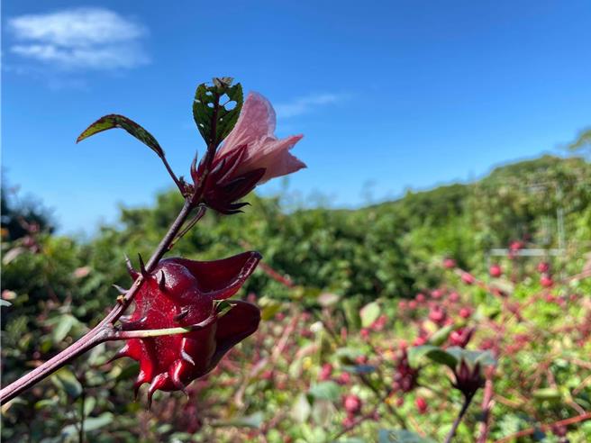 上山尋寶大自然的紅寶石。（旅學堂提供）