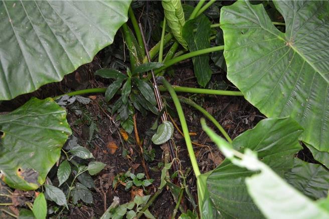 警方从林宅旁草丛中查获无照土造猎枪。(读者提供)