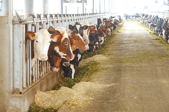 台紐經濟合作協定明年全面實施，紐西蘭進口牛乳降至零關稅，衝擊國內酪農產業。（羅琦文攝）