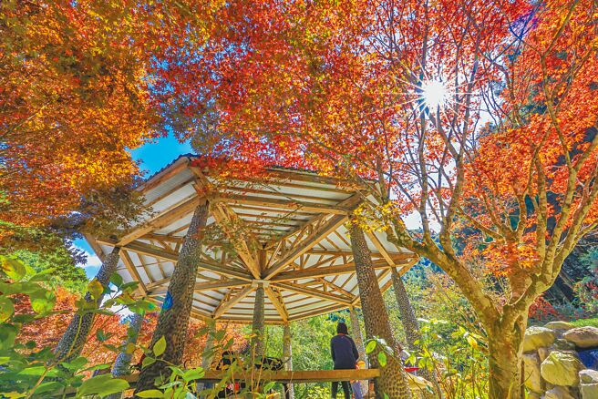 南投杉林溪生態渡假園區數千棵楓樹已有7至8成轉紅，重新開園10天以來，人潮逐漸回升。（杉林溪園區提供／潘虹恩南投傳真）