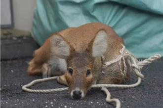 這隻「獐」太猛！上海浦東游30公里到橫沙島：戴GPS項圈