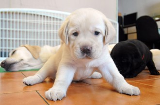 家有毛孩幸福翻倍 帶英雄狗狗萌浪浪回家還送嫁妝