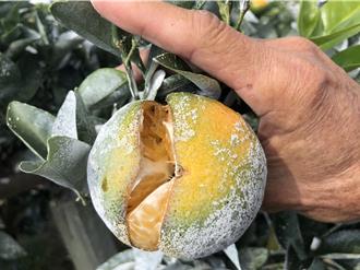 天氣太熱！台中東勢茂谷柑曬傷 果實裂果農民心淌血