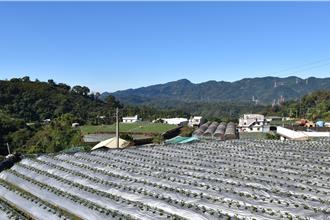 草莓王國廢膜危機！大湖鄉堆積120噸農業廢膜
