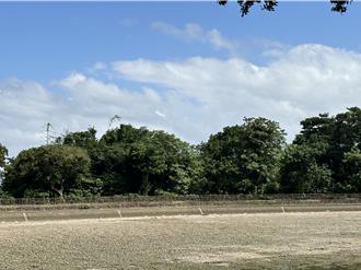 八德2-1埤塘出现大量死鱼飘恶臭     民怨不堪其扰