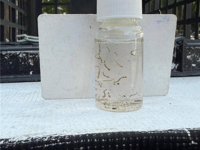 屈公病传播病媒蚊主要为埃及斑蚊及白线斑蚊。