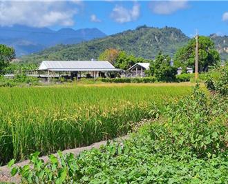 台東毒鳥事件頻傳！縣府重罰 籲農民合法驅鳥