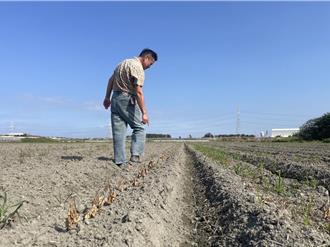 山陀兒乾風鹽害釀災損 雲林農作物救助終於通過