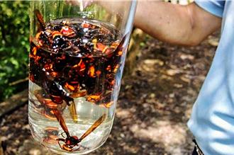 竹縣摘除虎頭蜂窩竹北最多 五峰鄉1原因數量最少