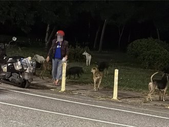 永康二王公墓流浪狗问题严重 老妇喂食却无法可管