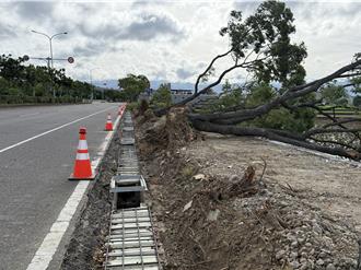 苗栗縣今刮強風  頻傳路樹、招牌傾倒！害數名女騎士摔車受傷