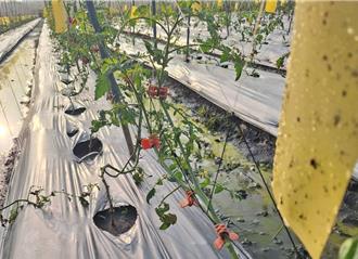 獨家》銀葉粉蝨來搗亂 美濃小番茄收成恐影響