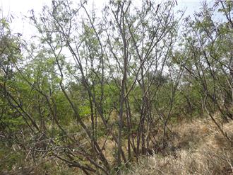 移除外來入侵種！恆春半島銀合歡收購 每公噸最高1.6萬