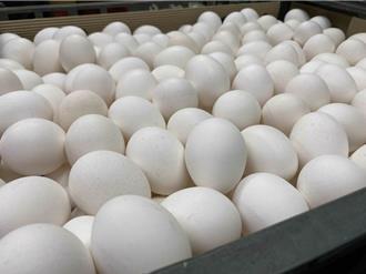 雞蛋過剩！養雞協會提「班班每日吃雞蛋」 農業部這麼回