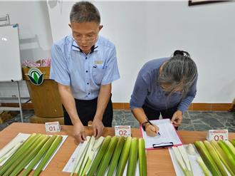 無畏山陀兒農損 三芝照辦茭白筍評鑑