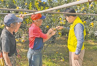 東勢茂谷柑曬傷裂果 損失3成