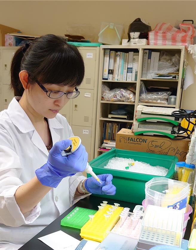 洪君樺為了這項研究，鎮日埋首在實驗室裡。（成大提供／曹婷婷台南傳真）