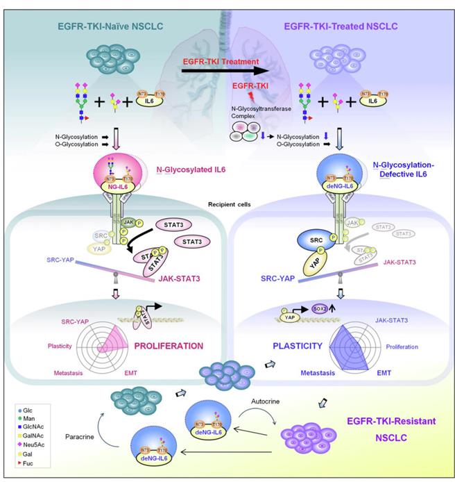 成大教授蘇五洲癌症研究團隊花費10年，解開IL6分子如何調控下游訊息傳遞路徑選擇的謎題。（成大提供／曹婷婷台南傳真）