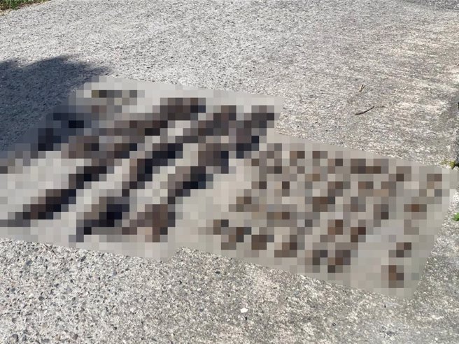 台东县内农地近期发生多起毒鸟事件，县府吁友善驱鸟。（台东县政府提供／蔡旻妤台东传真）