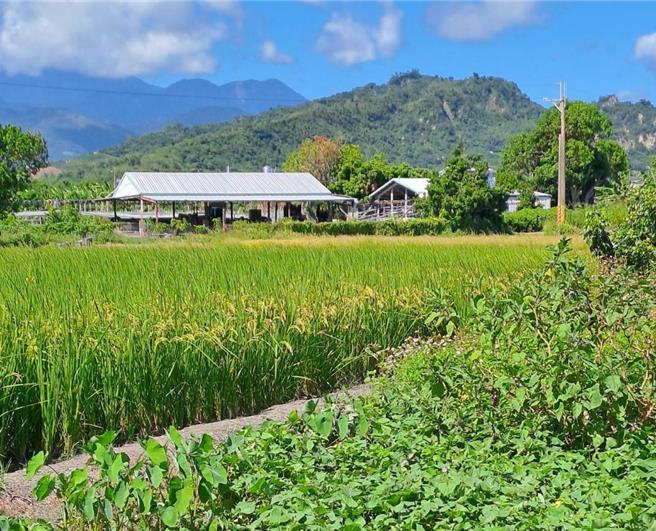 台东县内农地近期发生多起毒鸟事件，县府吁友善驱鸟。（台东县政府提供／蔡旻妤台东传真）