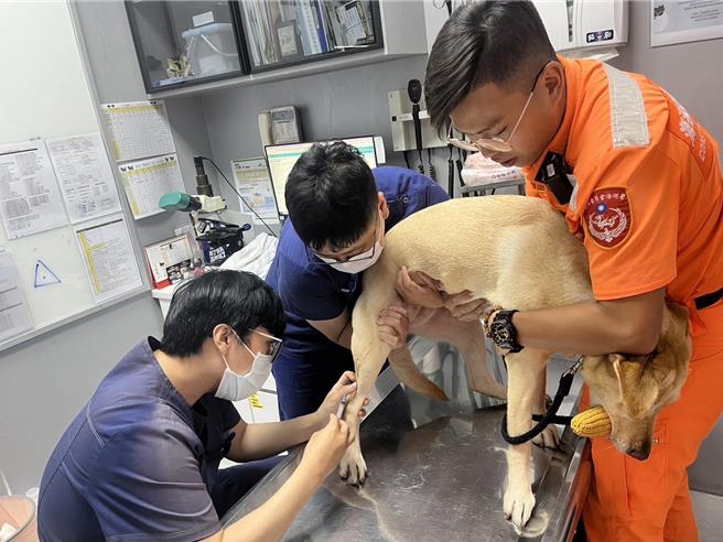 海巡署為確保海巡偵搜犬的健康，海巡署南部分署與高雄市動物保護處、高雄市獸醫師公會攜手合作，於23日簽署「海巡偵搜犬動保防疫與醫療三方合作意向書」。圖為海巡人員帶狗看病。（海巡署提供／林瑞益高雄傳真）