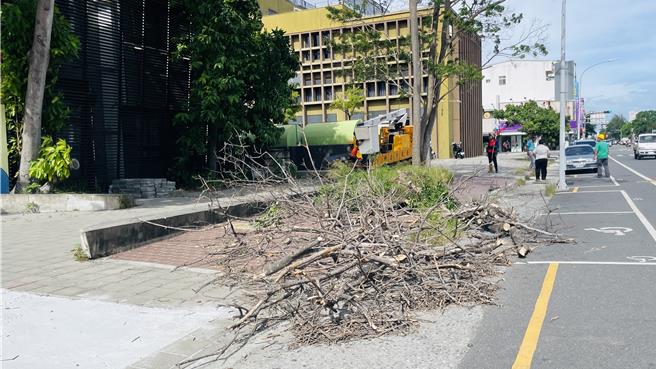 东北季风发威，台东市博爱路行道树倒塌，幸无人伤亡。（萧嘉蕙摄）