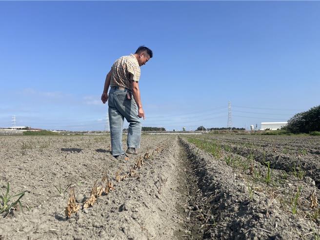 麦寮乡的大豆苗受到山陀儿颱风的甘风吹袭，一整排乾枯。（周丽兰摄）