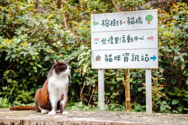 猴硐有不少可爱亲人的猫咪。（示意图，shutterstock／达志）