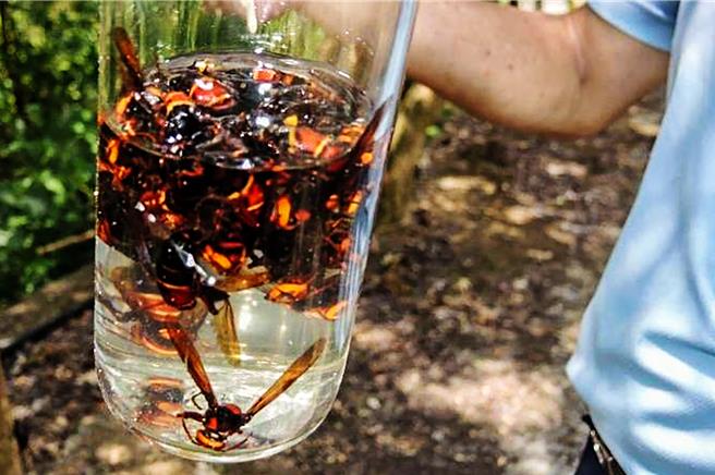 新竹縣政府農業處委外摘除虎頭蜂窩，五峰鄉件數最少，當地原住民以祖先留下來傳統，都把虎頭蜂當「寶貝」，將虎頭蜂泡酒飲用能緩解疲憊，對風濕和關節炎有不錯的療效，傳聞更有壯陽健腎效果。（羅浚濱攝）