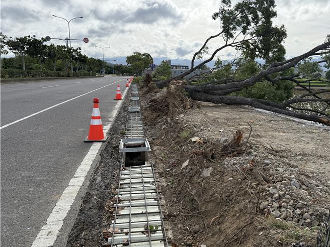 苗栗县23日刮起8至10级强风，苗栗市经国路台6线10公里处，发生5棵行道树在强风吹袭下倾倒。（读者提供／谢明俊苗栗传真）