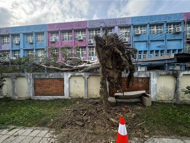 苗栗县23日刮起8至10级强风，头份市永贞国小校园内一棵老榕树，也因不堪强风吹袭倾倒。（读者提供／谢明俊苗栗传真）