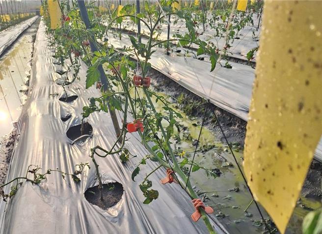 今年美浓小番茄大量爆发银叶粉虱，农民直呼喷药也没用，目前先靠黄色粘板来预防。（林雅惠摄）