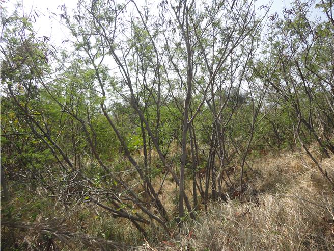 恆春半島銀合歡收購計畫，每公噸1萬4000元。（林保屏東分署提供／羅琦文屏東傳真）