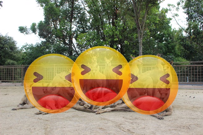 「響動物世界」在官方Ｘ帳號上發布了一張袋鼠們氣勢十足的團體照，引起網友討論。（圖／翻攝Ｘ／ひびき動物ワールド）