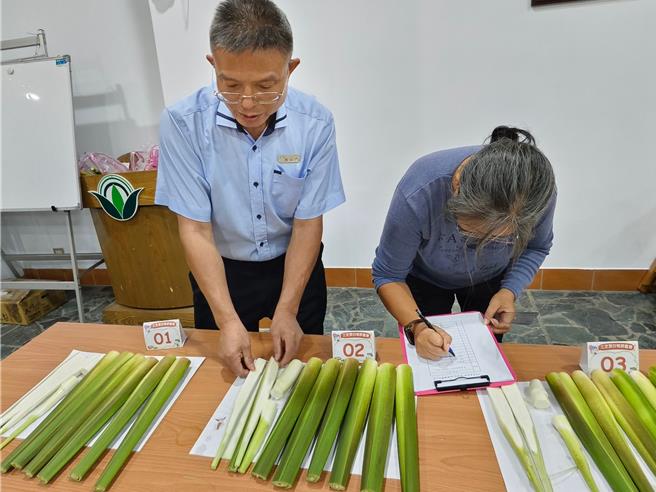 三芝區公所與農會依照往例，舉辦茭白筍評鑑會。（三芝區公所提供）