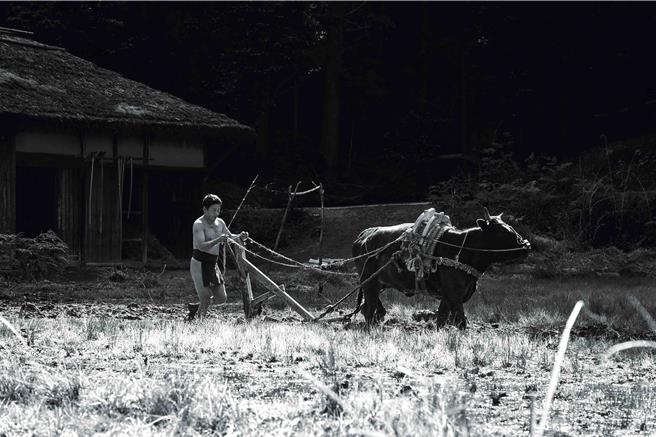 李康生在《黑之牛》中的對手演員是一隻日本和牛。（光年映畫提供）