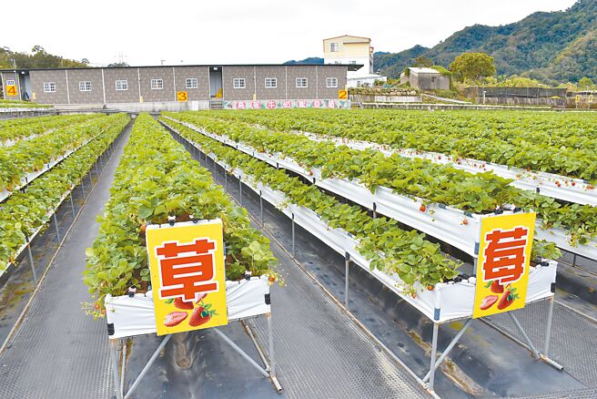 苗栗縣大湖鄉是國內最重要的草莓栽種產區，面積粗估達450公頃，栽種草莓都須使用塑膠膜，全苗栗縣每年非生物性農業廢膜約有430公噸，大湖鄉栽種草莓就有至少8成數量。（謝明俊攝）