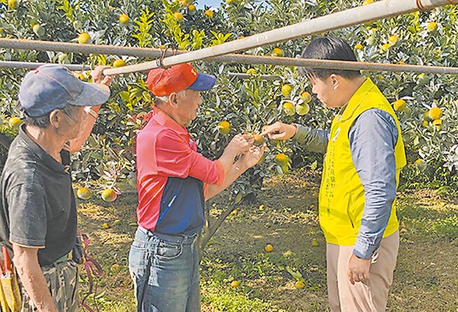 目前正值茂谷柑生長期，但受到極端氣候影響，台中市東勢區明正里、茂興里茂谷柑長時間遭日曬，果園普遍裂果損壞2、3成。（李京昇攝）