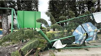 台東掀狂風！天后阿妹母校50年珍貴南洋杉攔腰折斷