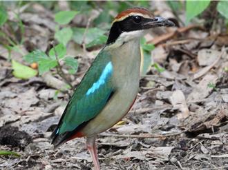 八色鸟连4年在台南六甲繁殖 保安林栖地如生态方舟