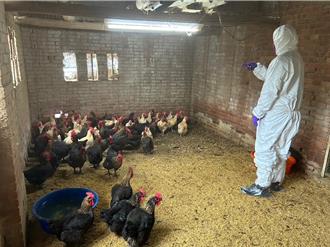 禽流感高風險季節來臨 新北加強稽查畜牧場、消毒防疫